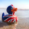 The Brexit Union Jack Duck